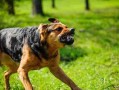 犬之攻击性与处置 犬类攻击时的特征