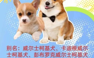 威尔士柯基犬价格多少钱一只，威尔士柯基怎么养