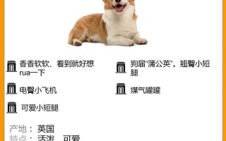 柯基犬的介绍，柯基犬的介绍说明文700字