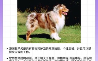 澳洲牧羊犬是大型犬吗，澳洲牧羊犬图片价格表