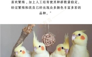 鸡尾鹦鹉贵不贵，鸡尾鹦鹉是什么样的