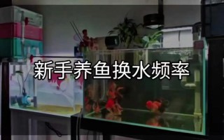 鱼缸换水怎么换?，鱼缸换水怎么换最好