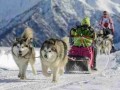 阿拉斯加雪橇犬的训练 怎么训练阿拉斯加拉雪橇