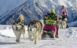 阿拉斯加雪橇犬的训练 怎么训练阿拉斯加拉雪橇