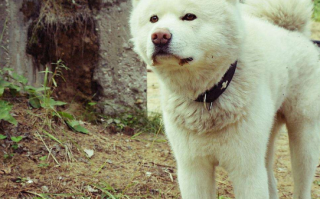 选购秋田犬时需注意什么问题，买秋田犬要注意什么