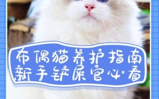 布偶猫要如何养？布偶猫养护指南