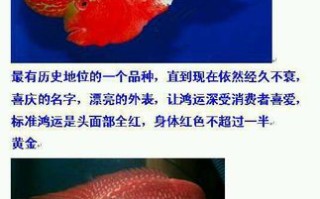 罗汉鱼的品相，罗汉鱼品相图解