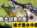 小鳄鱼大战食人鱼，鳄鱼大战食人鱼视频