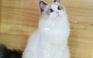 布偶猫打过疫苗咬人了要打针吗?，布偶猫打过疫苗咬人了要打针吗多少钱