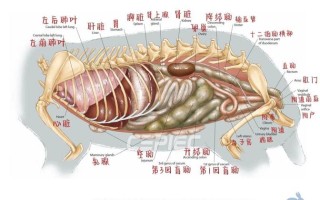 兔子的生理构造图，兔子的生理构造图片