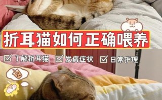 折耳猫耳朵里面怎么清理干净，折耳猫 耳朵