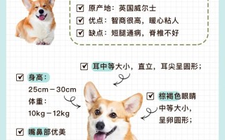 柯基犬宝宝多少钱一只，柯基幼崽多少钱一个