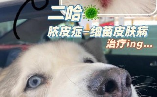 哈士奇幼犬皮肤病怎么办，哈士奇皮肤病多长时间能治好