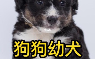 小狗什么时候断奶？小狗断奶的时机与方法