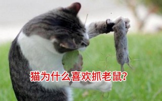 多大的猫开始抓老鼠，家猫多大会抓老鼠