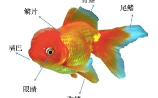 金鱼的器官的演变过程图，金鱼身体各部分的功能