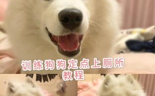 如何训练萨摩耶犬定点拉屎，如何训练萨摩耶定点大小便