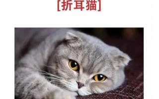 折耳猫寿命多少，折耳猫寿命长吗