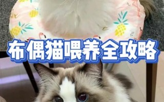 布偶猫的养育方法，布偶如何饲养