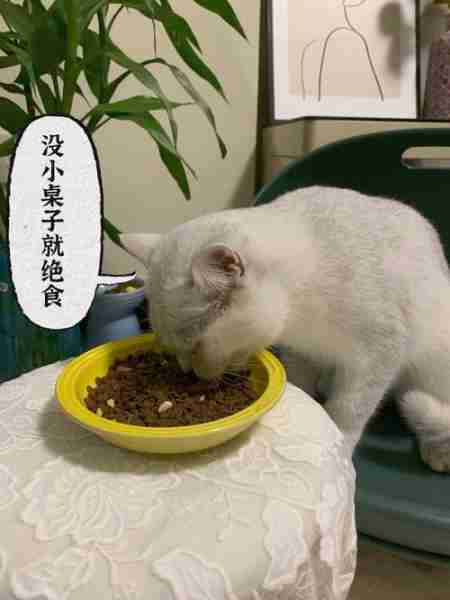 怎么培养猫咪吃饭的规矩？建立猫咪饮食规律的有效方法