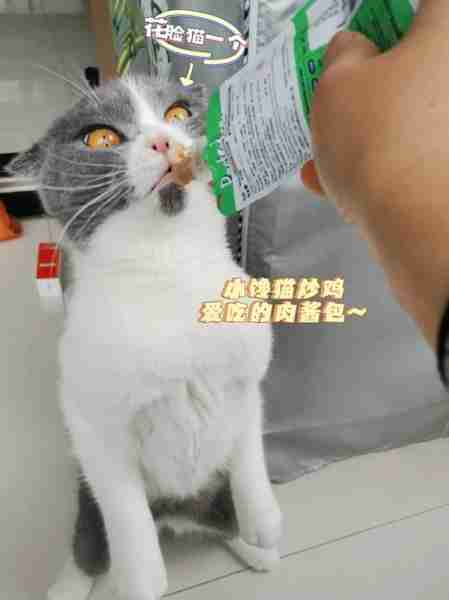 猫咪偷吃东西怎么办？应对猫咪偷吃行为的有效方法