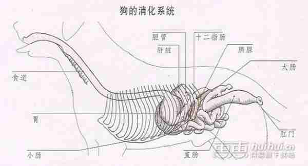 狗狗消化系统的解析 狗狗消化系统的解析方法