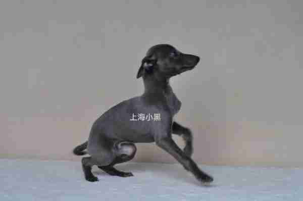 什么是灵缇犬 灵缇犬图片价格