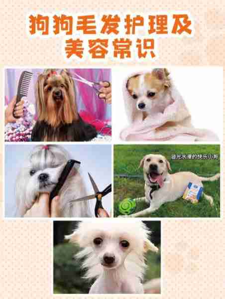 爱犬美容护理常识 爱犬美容护理常识大全