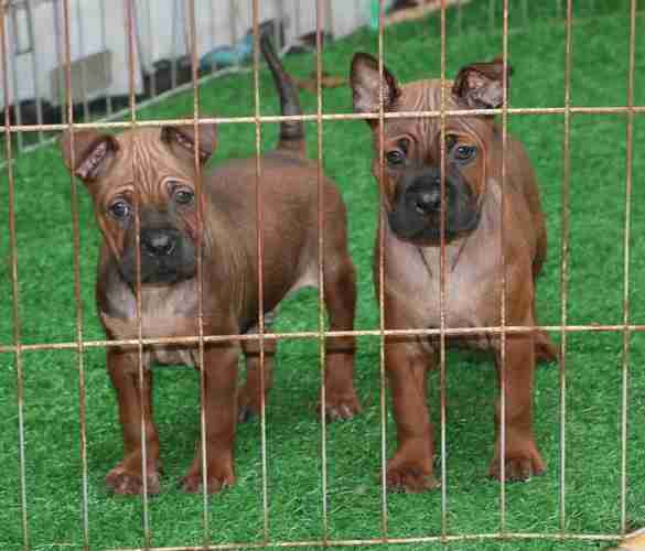 名犬介绍--川东猎犬 川东猎犬的优点和缺点