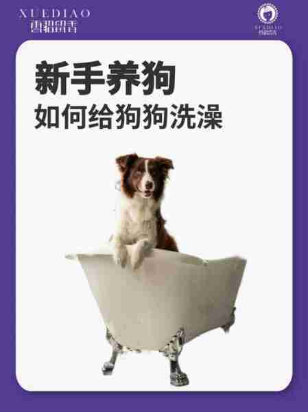 犬类洗澡时的注意事项 犬类洗澡时的注意事项是什么