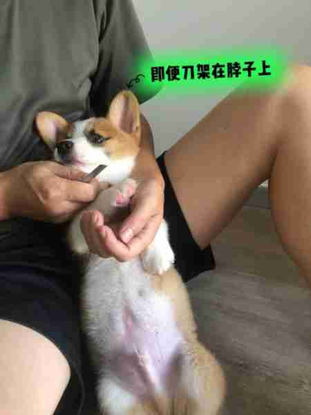 给爱犬剪指甲 给爱犬剪指甲好不好