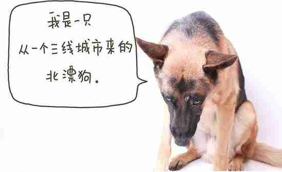 犬情感和意愿的8种表达方式 狗的情感表达的句子