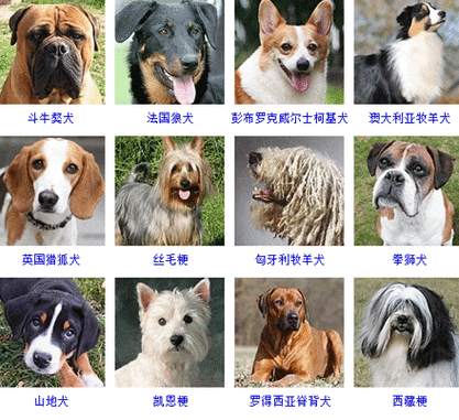 犬的习性与特点 犬的特性有哪些