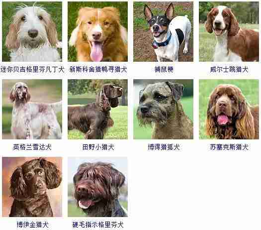 判断爱犬的个性 如何判断狗狗性格特点