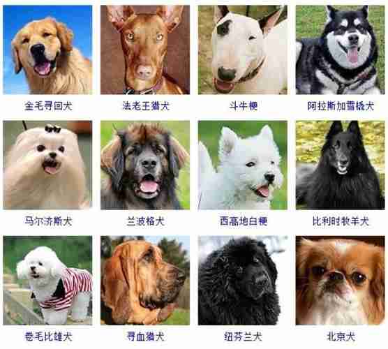 犬只特性介绍 犬只类型是什么