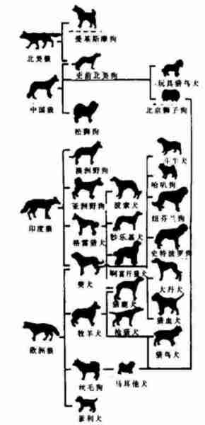 狗的起源几驯养进化 狗类起源与进化文献