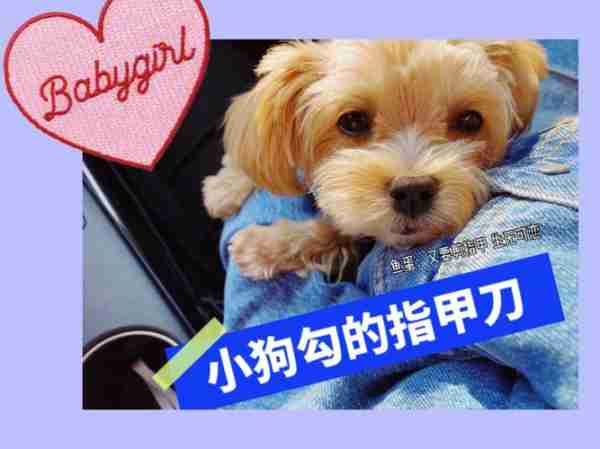 大型犬和中型犬指甲修剪 大型犬指甲长期不剪会有什么后果