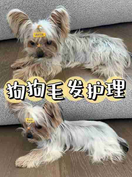 克伦伯猎鹬犬毛发护理 克伦勃猎犬