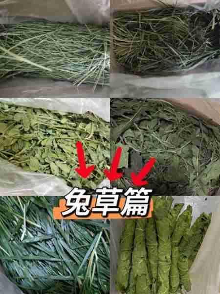 兔子能不能吃新鲜牧草? 兔子可以吃牧草吗