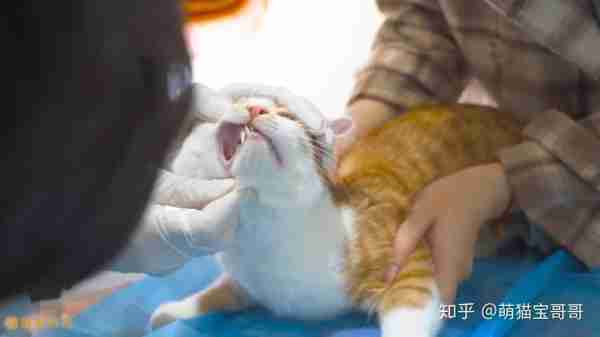 医生给出专业猫咪喂食方法 猫咪喂养 知乎