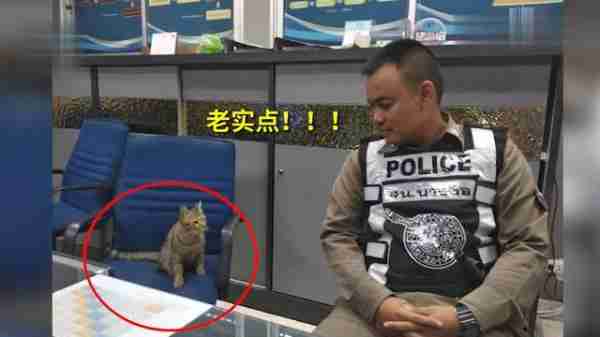 猫咪深夜外出被捕后拍照成网红！这么做，竟能让猫多活10年 猫咪晚上跑出去了