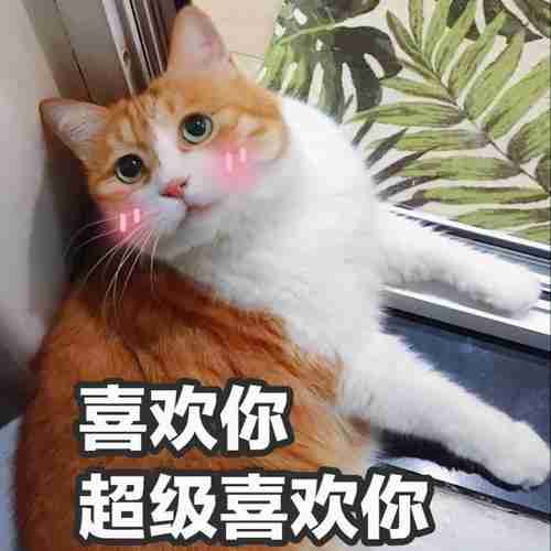 猫这10个动作是在说「我爱你」！爱猫咪，你就必须做好三件事 猫咪的动作表示什么