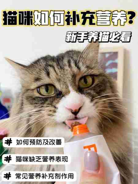 你需要这样为猫预防生病 预防猫生病要采取哪种办法?