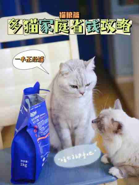 向猫说「我爱你」的正确方式！真爱猫就别让他只吃猫粮 怎么跟猫咪表达我爱他