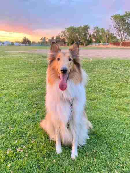 苏格兰牧羊犬的训练 苏格兰牧羊犬注意事项