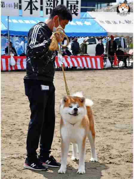 秋田犬的训练 秋田犬的训练难度