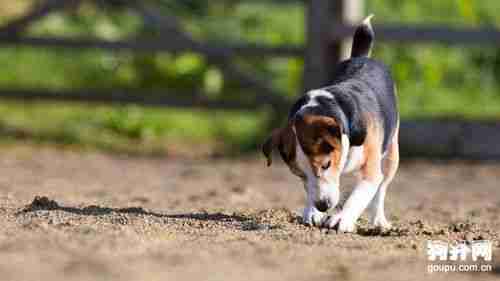 如何训练比格犬狩猎 如何训练比格犬狩猎视频