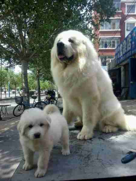 大白熊犬会护主吗 大白熊犬会护主吗图片