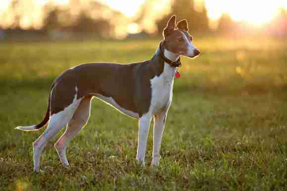 怎样训练灵缇犬 怎样训练灵缇犬快速认主