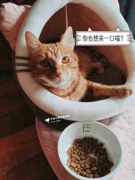 如何训练猫咪听话 怎样养猫能让猫听话